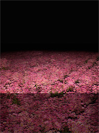 Xurxo Gómez-Chao | Campo de Cor I (The new colour field)
